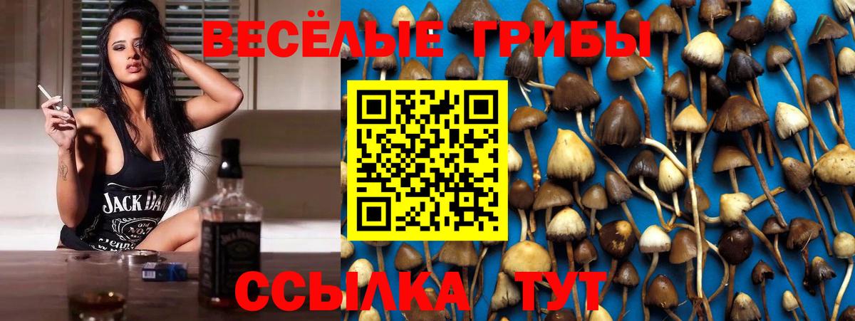 Галлюциногенные грибы MAGIC MUSHROOMS  Вход с VPN  Заводоуковск 
